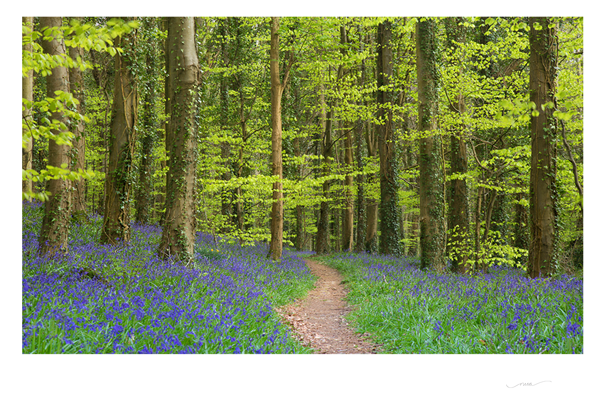 Down Photography Prints | Nua Photography Ireland