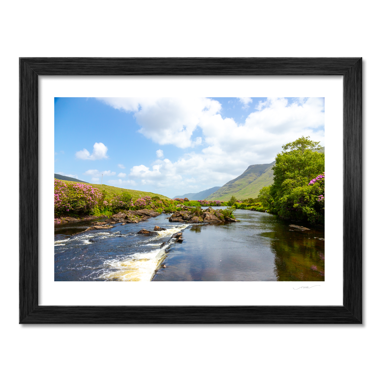 aasleagh-falls-rhododendron-summer-bloom PM