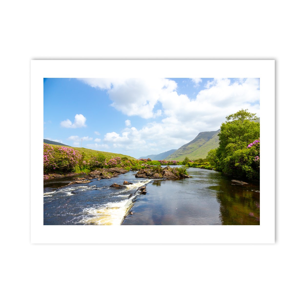 aasleagh-falls-rhododendron-summer-bloom PM