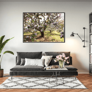 apple-blossom-orchard-spring-sunlight-armagh BFW