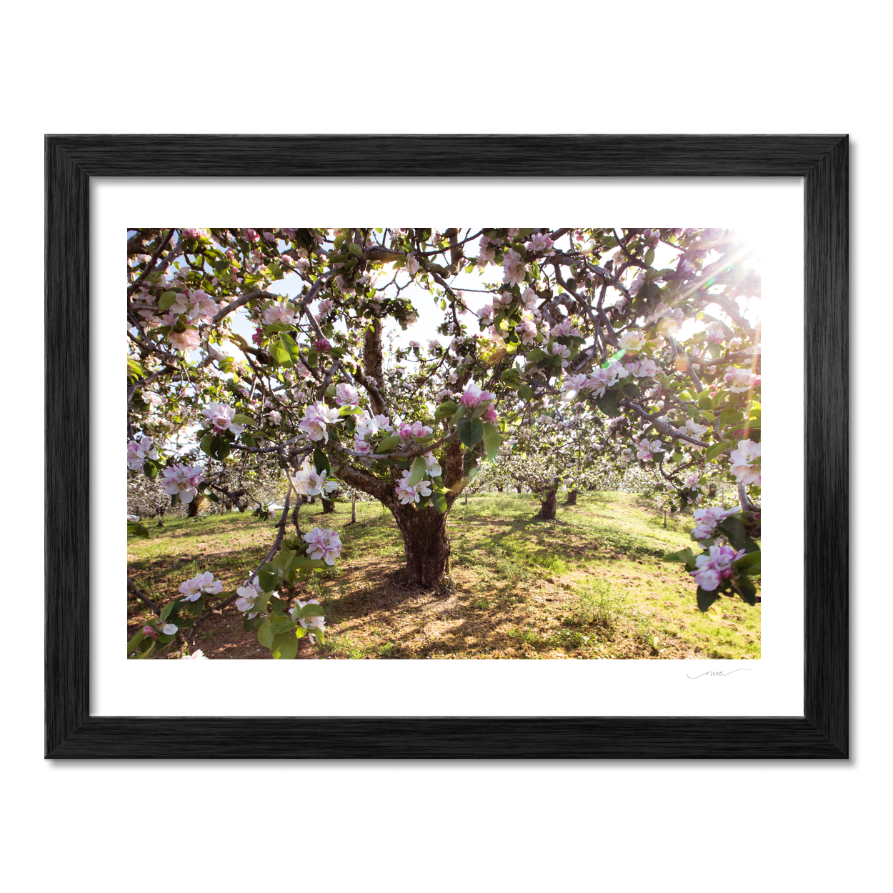 apple-blossom-orchard-spring-sunlight-armagh PM