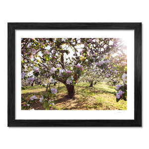 apple-blossom-orchard-spring-sunlight-armagh BF
