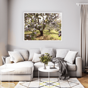 apple-blossom-orchard-spring-sunlight-armagh WFW