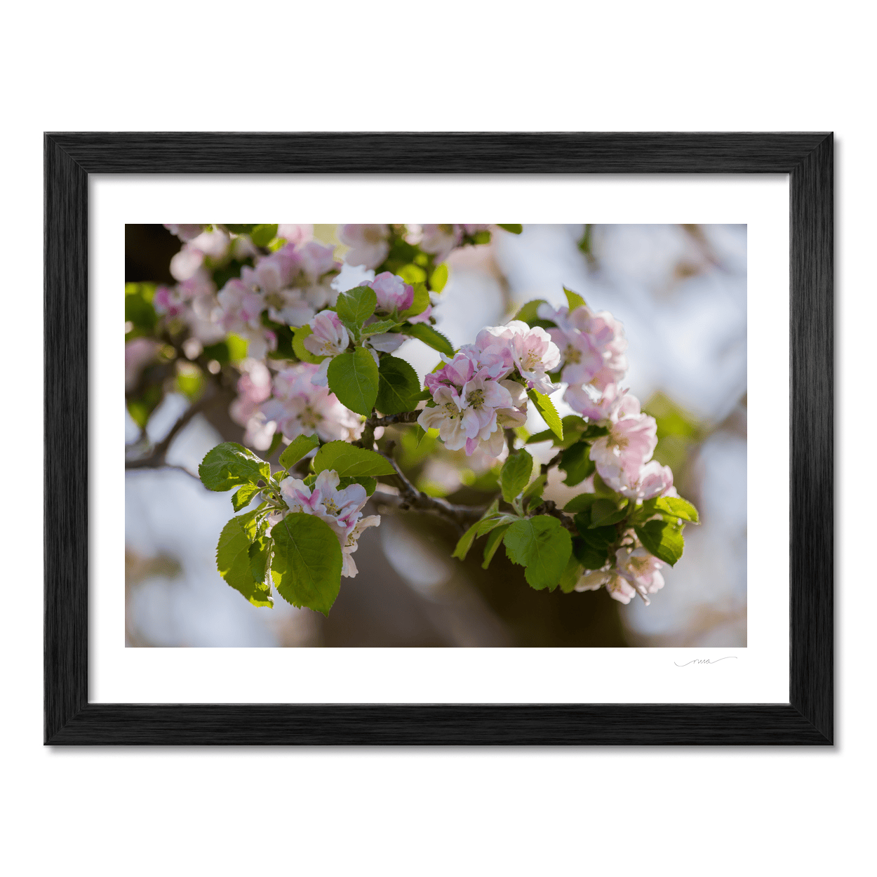 apple-blossom-spring-armagh-orchard PM