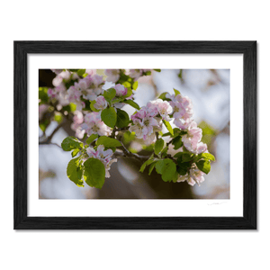 apple-blossom-spring-armagh-orchard BF