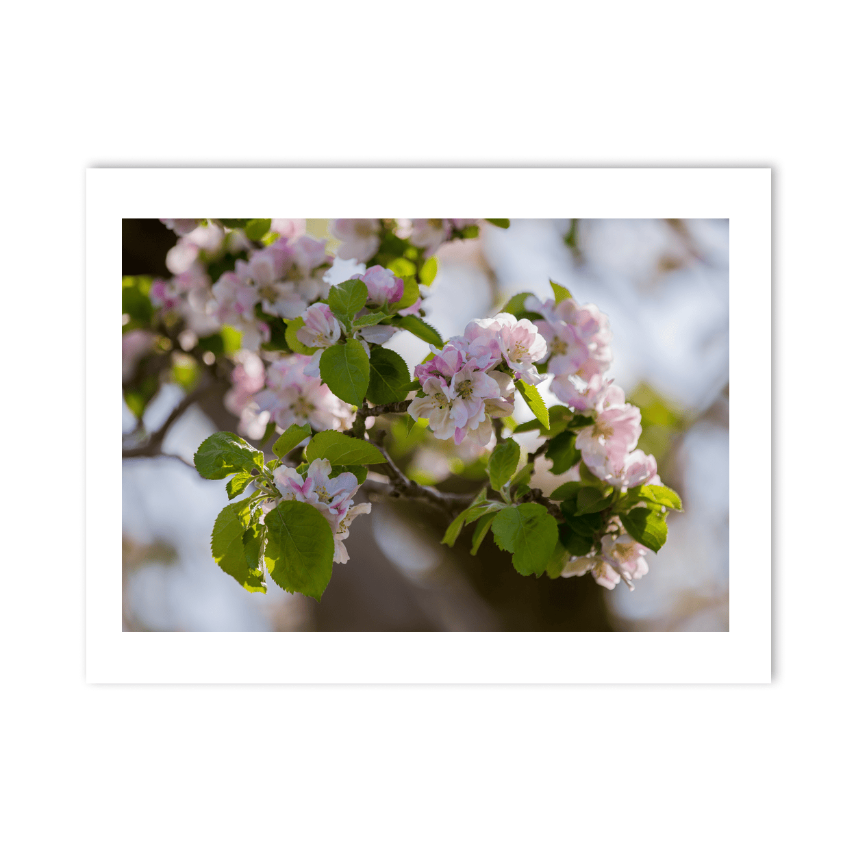 apple-blossom-spring-armagh-orchard PM