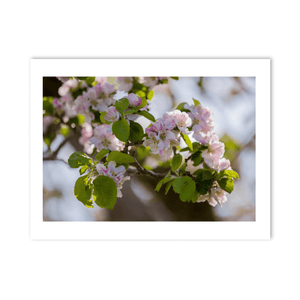 apple-blossom-spring-armagh-orchard PM