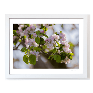apple-blossom-spring-armagh-orchard WF