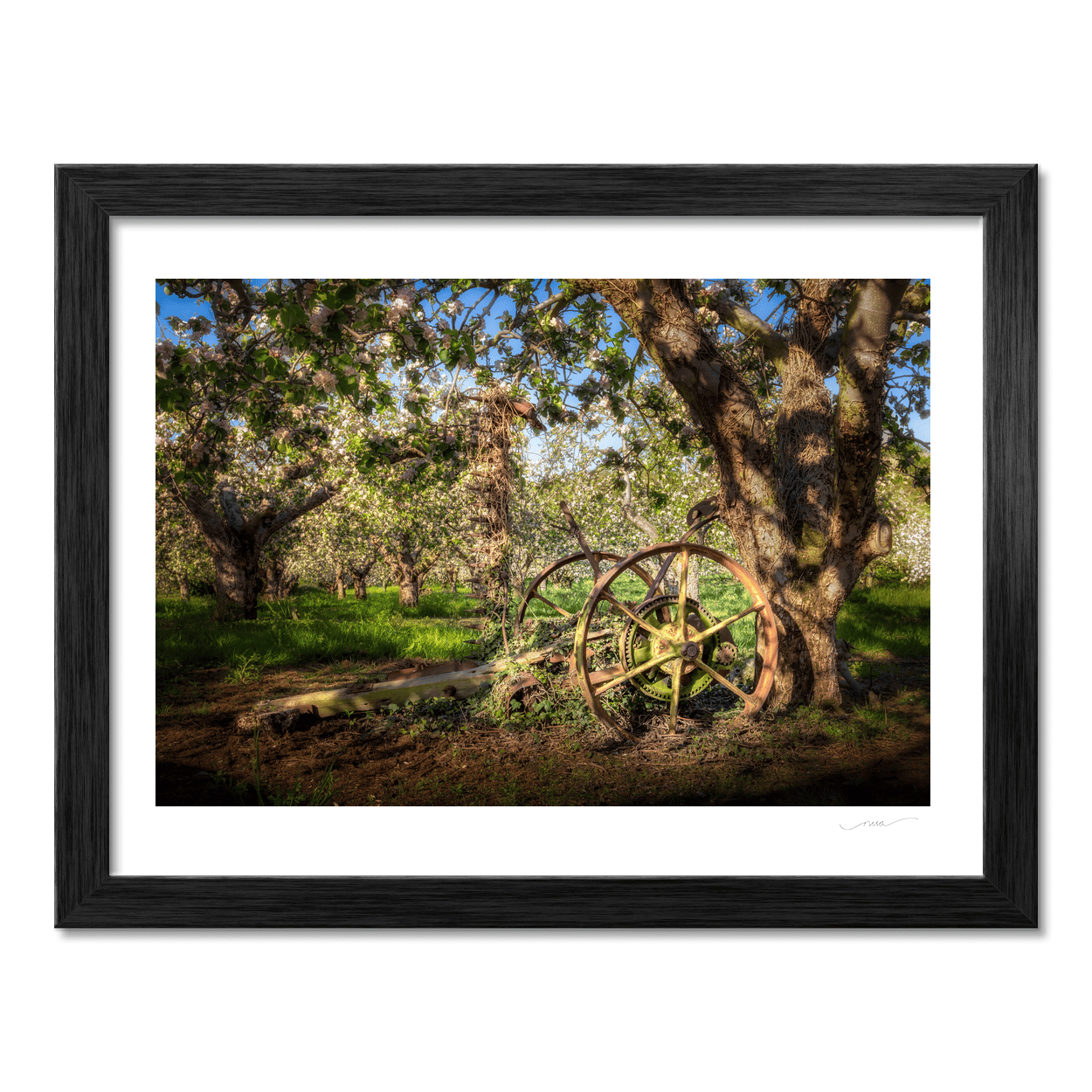 apple-orchard-vintage-farm-wheel-spring-blossom PM