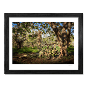 Armagh Apple Orchard with Vintage Farm Wheel in Spring Blossom, Co. Armagh fine art photography print by Nua Photography