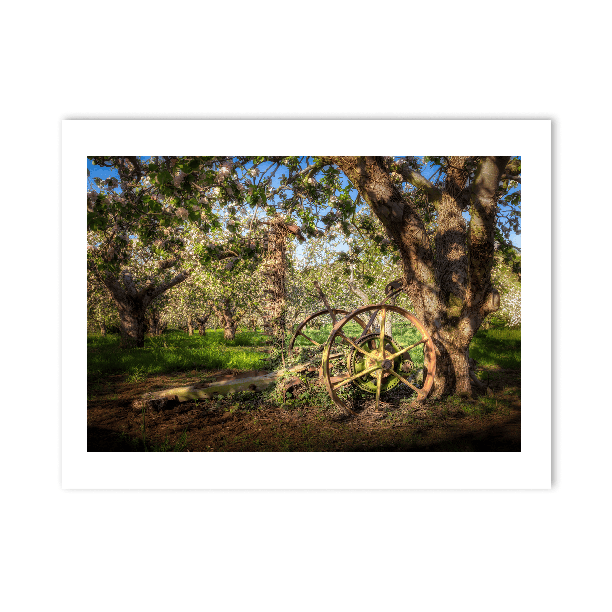 apple-orchard-vintage-farm-wheel-spring-blossom PM