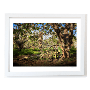 Armagh Apple Orchard with Vintage Farm Wheel in Spring Blossom, Co. Armagh fine art photography print by Nua Photography