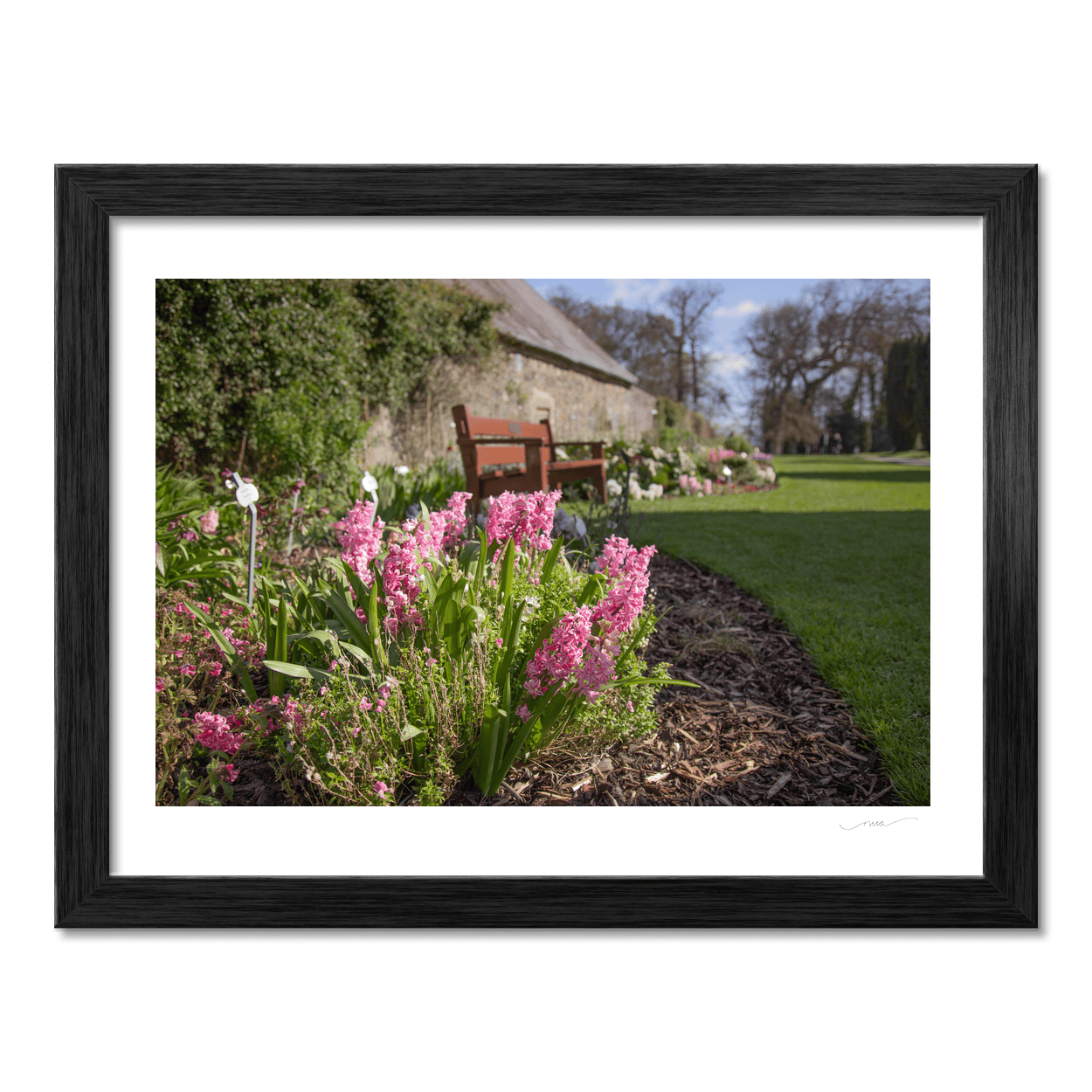 Nua Photography Print Ardgillan Castle Walled Garden Spring Hyacinths, Balbriggan Co. Dublin Ardgillan Walled Garden Spring Flowers | Nua Photography