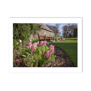 Nua Photography Print Ardgillan Castle Walled Garden Spring Hyacinths, Balbriggan Co. Dublin Ardgillan Walled Garden Spring Flowers | Nua Photography