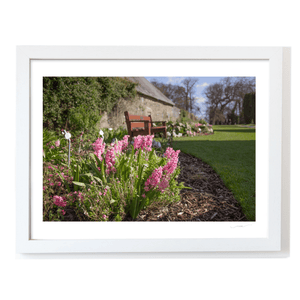 Nua Photography Print Ardgillan Castle Walled Garden Spring Hyacinths, Balbriggan Co. Dublin Ardgillan Walled Garden Spring Flowers | Nua Photography