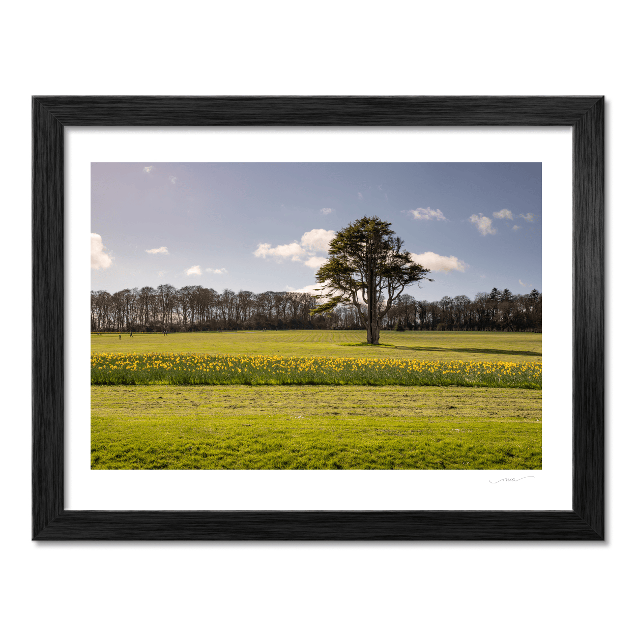 Nua Photography Print Ardgillan Castle Parkland Daffodils in Spring, Balbriggan Co. Dublin Ardgillan Daffodils Spring Print | Nua Photography