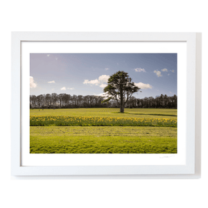 Nua Photography Print Ardgillan Castle Parkland Daffodils in Spring, Balbriggan Co. Dublin Ardgillan Daffodils Spring Print | Nua Photography