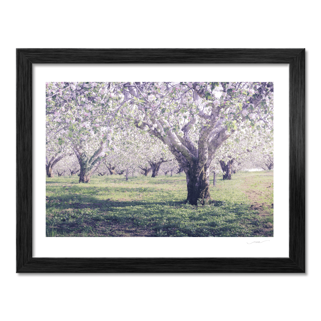 armagh-apple-orchard-spring-blossom PM