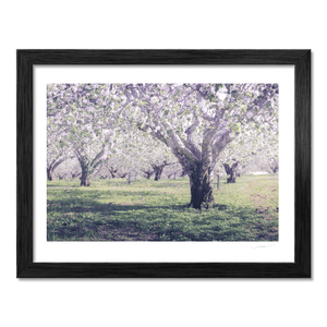 armagh-apple-orchard-spring-blossom BF