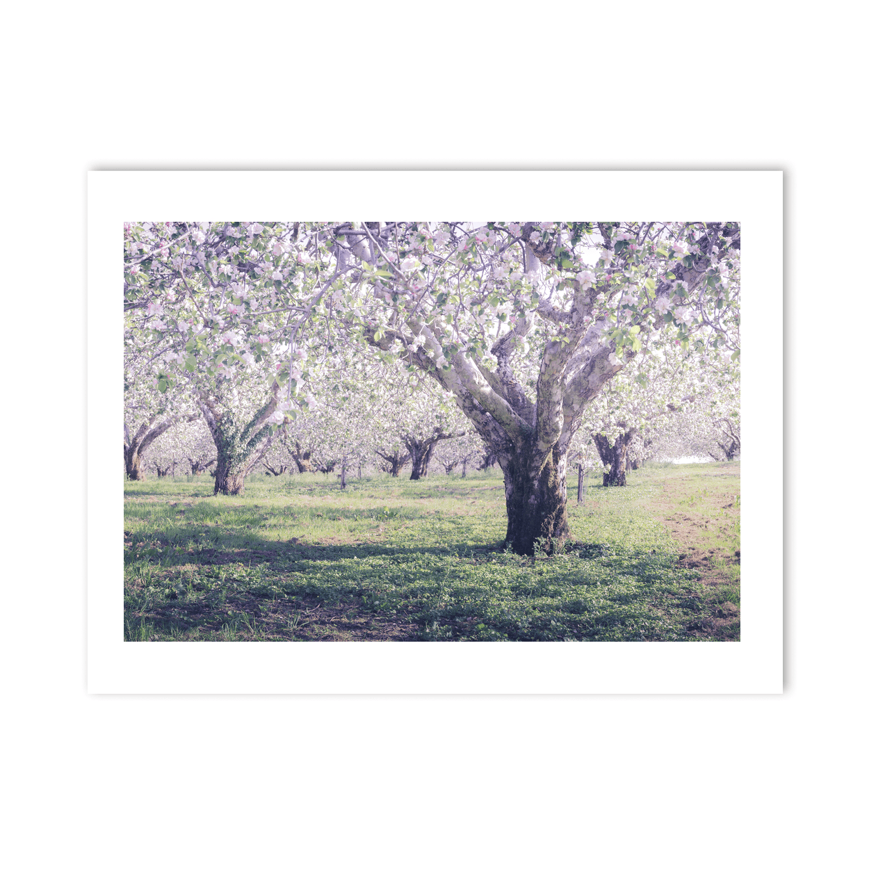 armagh-apple-orchard-spring-blossom PM