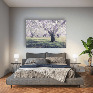 armagh-apple-orchard-spring-blossom Pano