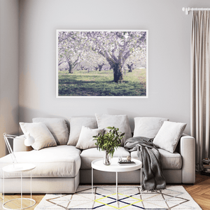 armagh-apple-orchard-spring-blossom WFW