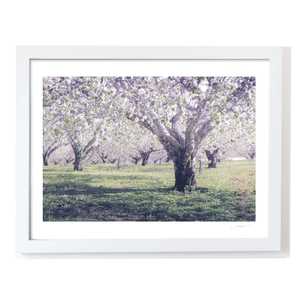 armagh-apple-orchard-spring-blossom WF