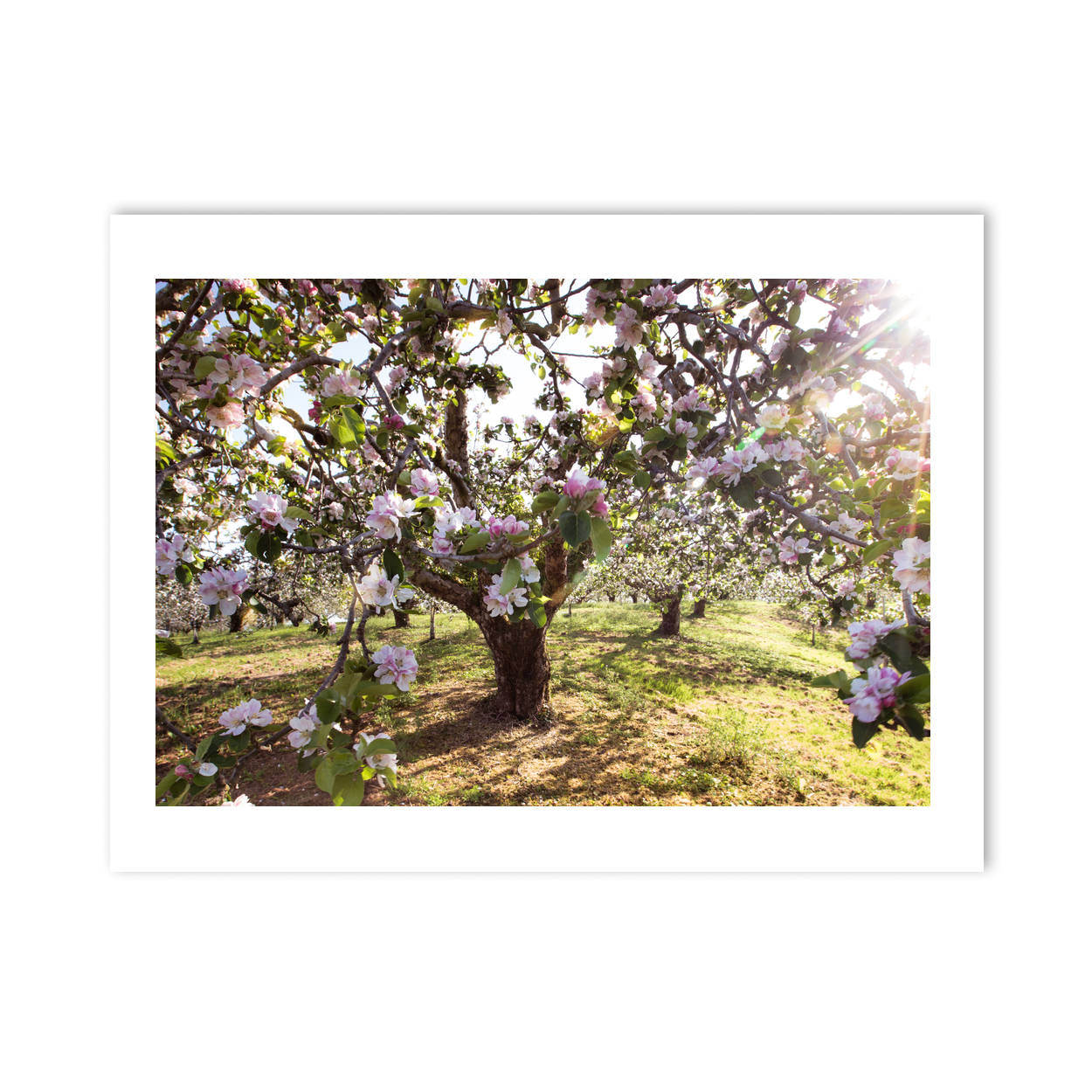 armagh-apple-orchard-spring-blossom-sunlight PM