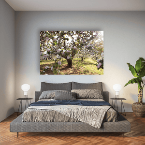 armagh-apple-orchard-spring-blossom-sunlight Pano