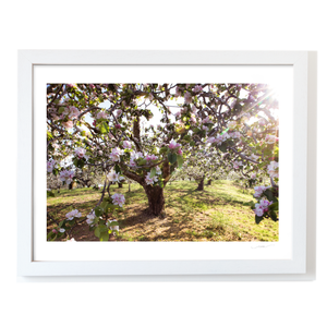 armagh-apple-orchard-spring-blossom-sunlight WF