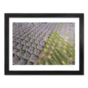 armagh-orchard-blossom-aerial-spring BF