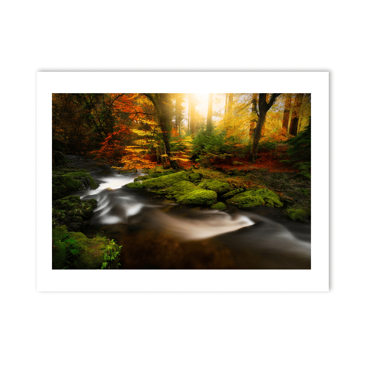 autumn-forest-stream-golden-sunlight PM