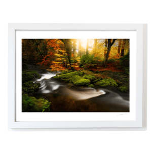 Antrim Forest Stream in Autumn Golden Light, North of Ireland fine art photography print by Nua Photography