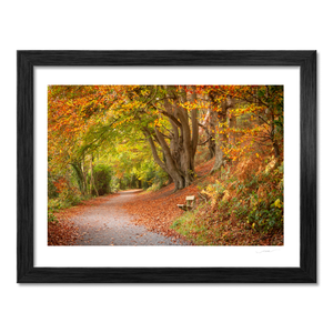 Autumn Woodland Path with Golden Leaves, Co. Down fine art photography print by Nua Photography