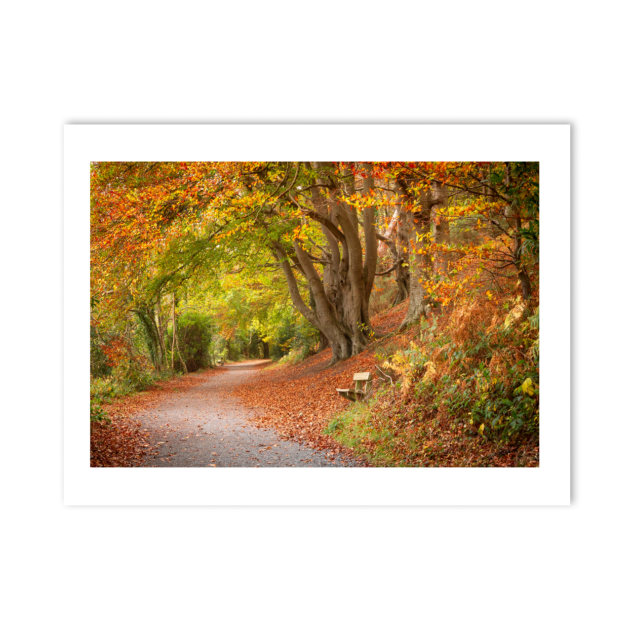autumn-woodland-path-golden-leaves-2 PM