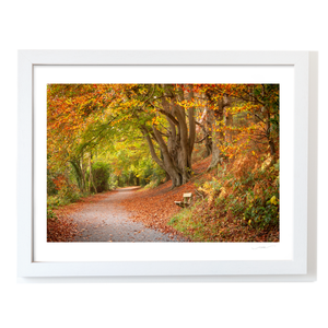 Autumn Woodland Path with Golden Leaves, Co. Down fine art photography print by Nua Photography