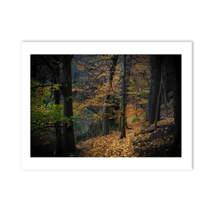 autumn-woodland-path-golden-leaves-3 PM