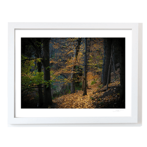 autumn-woodland-path-golden-leaves-3 WF