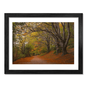 autumn-woodland-path-golden-leaves BF