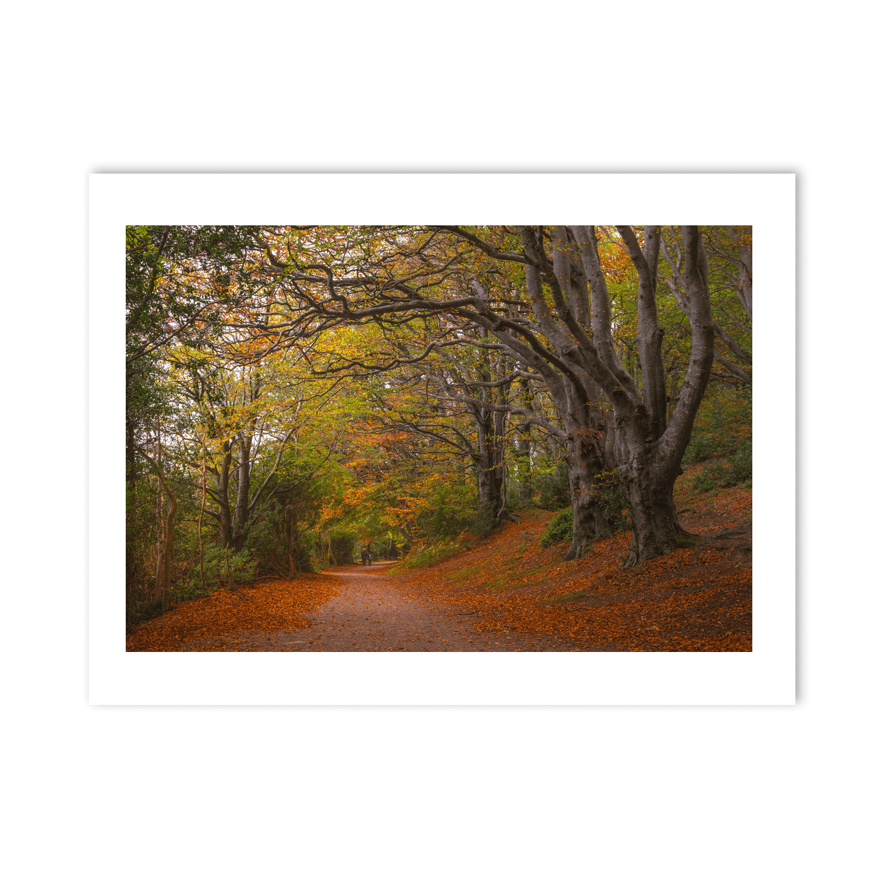 autumn-woodland-path-golden-leaves PM
