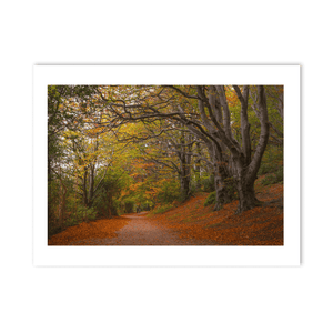 autumn-woodland-path-golden-leaves PM