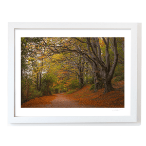 autumn-woodland-path-golden-leaves WF