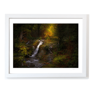 Woodland Waterfall in Autumn Light, Co. Down fine art photography print by Nua Photography
