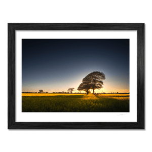 Nua Photography Print Rapeseed Field of Gold at Sunset, Balbriggan Co. Dublin Balbriggan Rapeseed Field Golden Sunset | Nua Photography