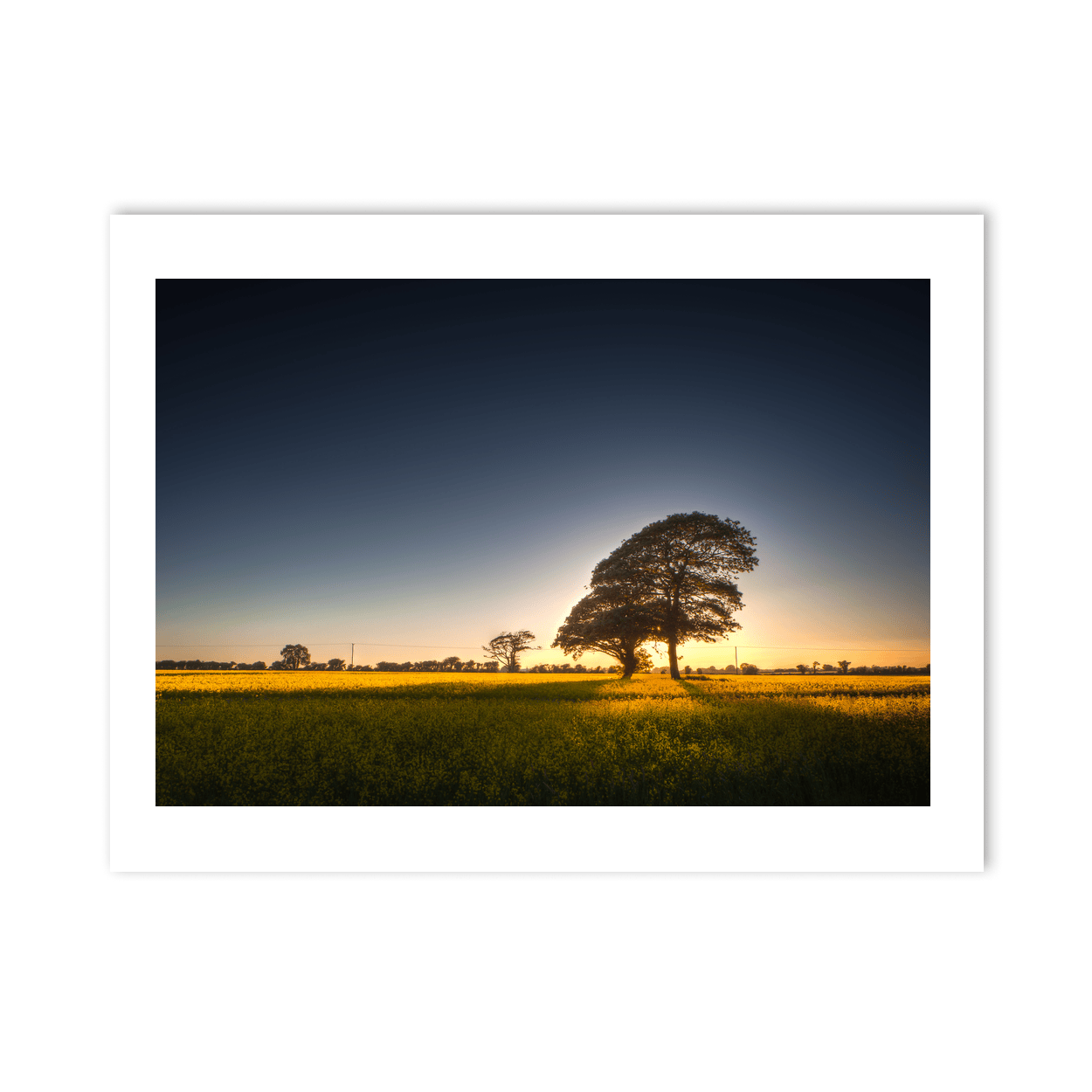 Nua Photography Print Rapeseed Field of Gold at Sunset, Balbriggan Co. Dublin Balbriggan Rapeseed Field Golden Sunset | Nua Photography