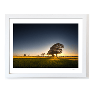 Nua Photography Print Rapeseed Field of Gold at Sunset, Balbriggan Co. Dublin Balbriggan Rapeseed Field Golden Sunset | Nua Photography