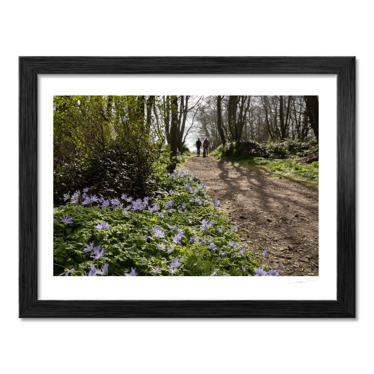 Nua Photography Print Woodland Path with Spring Bluebells, Balbriggan Co. Dublin Balbriggan Woodland Bluebell Path Print | Nua Photography