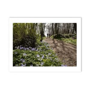 Nua Photography Print Woodland Path with Spring Bluebells, Balbriggan Co. Dublin Balbriggan Woodland Bluebell Path Print | Nua Photography