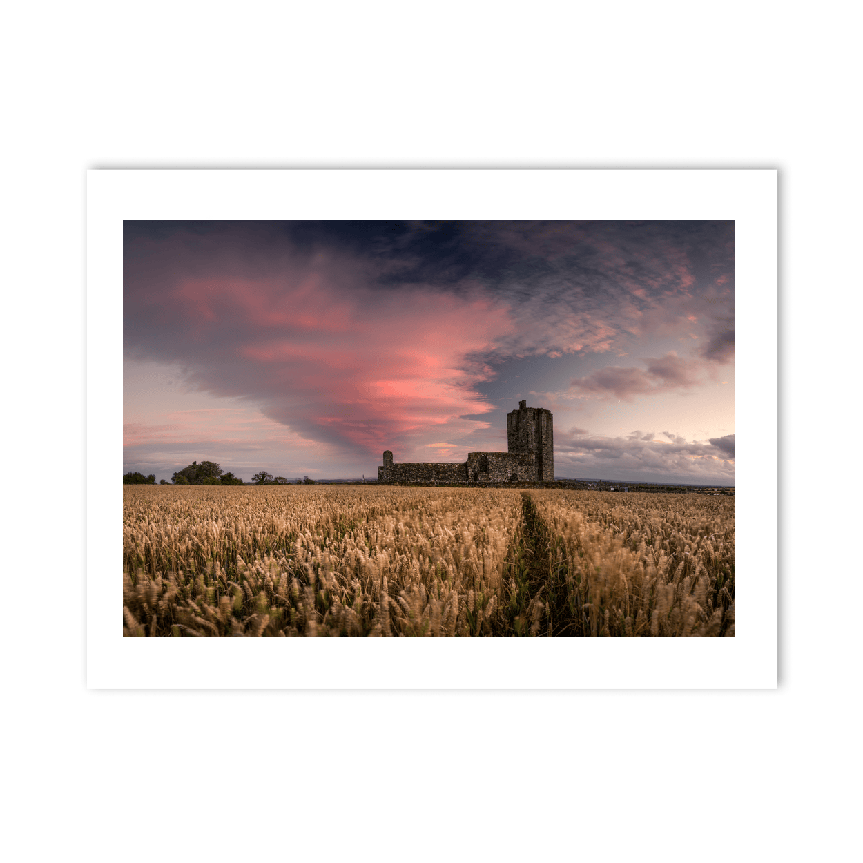 Nua Photography Print Baldungan Castle Rising from Golden Wheat Fields at Sunset, Skerries Co. Dublin Baldungan Castle Wheat Field Sunset Print | Nua Photography