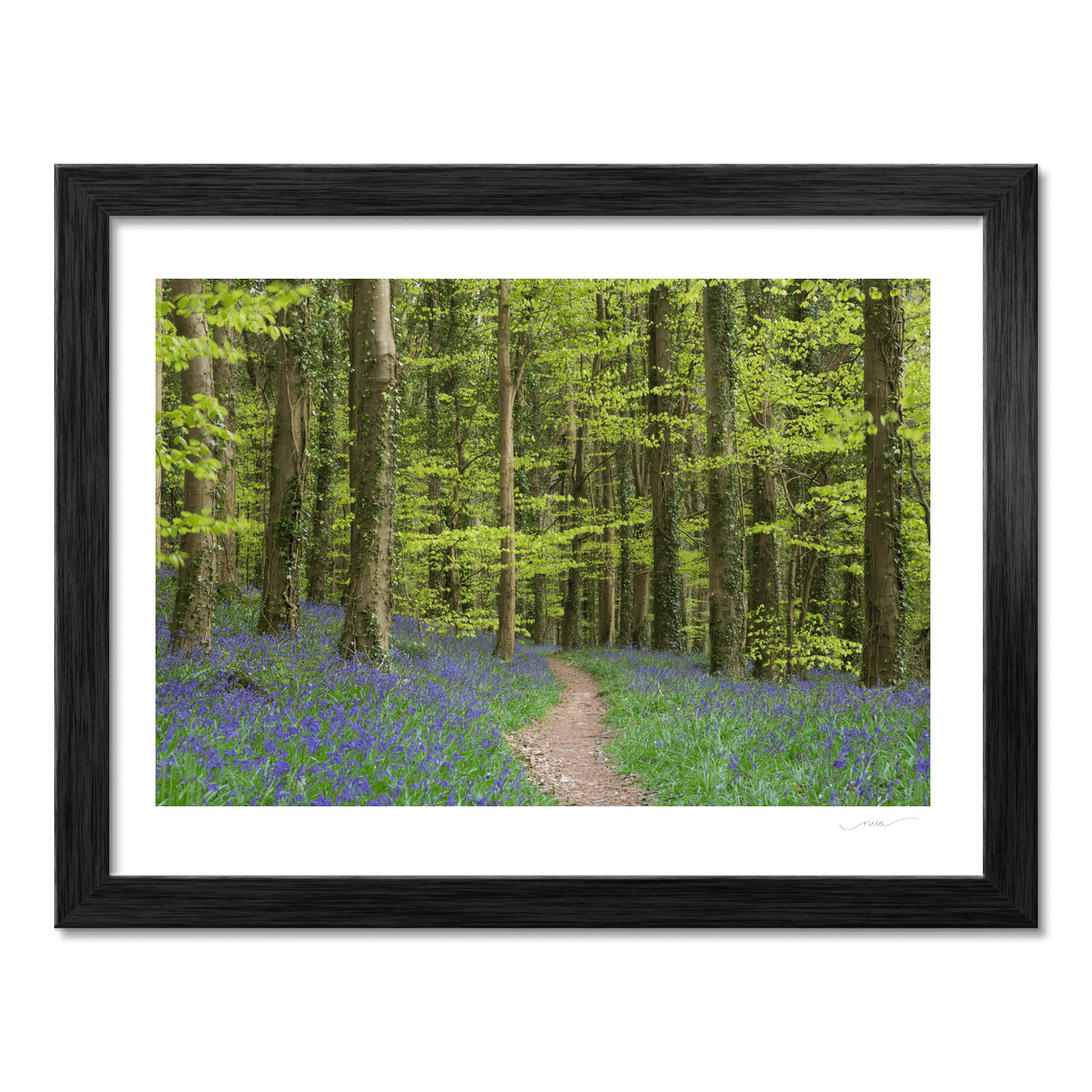 bluebell-woodland-path-spring PM